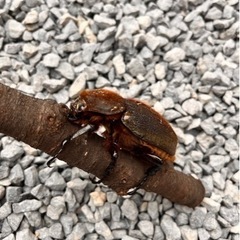 大きくて美形‼︎ヘラクレスオオカブトペア