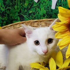 白猫(ポイント柄)の女の子 超美形 2.5ヶ月 