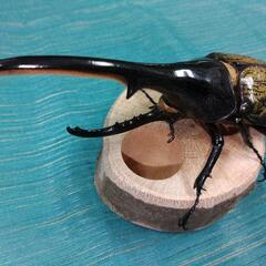 ヘラクレスオオカブト　♂単品　155mm up 未使用未後食