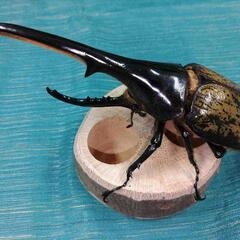 ヘラクレスオオカブト　♂単品　155mm up 未使用未後食