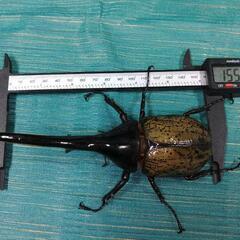 ヘラクレスオオカブト　♂単品　155mm up 未使用未後食