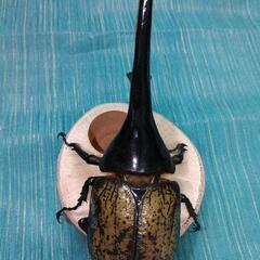 ヘラクレスオオカブト　♂単品　155mm up 未使用未後食