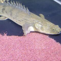 コンゴ産コンギクス　35cm±