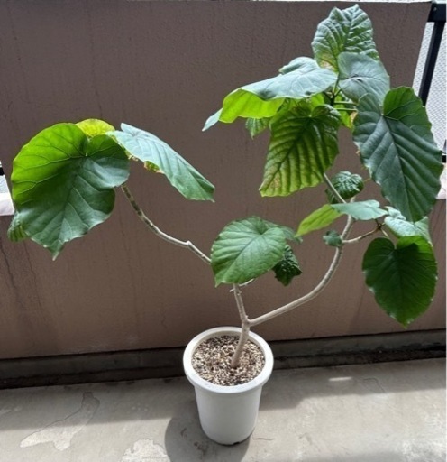 【お譲り先決定しました】フィカス　ウンベラータ①　観葉植物　ガーデニング
