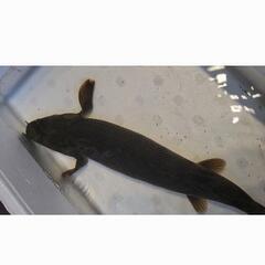 コンゴ産コンギクス　35cm±