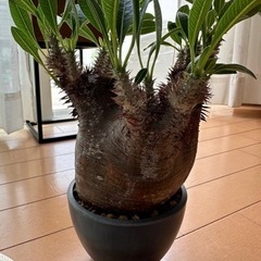 マカイエンセ現地球 パキポディウム マカイエンセ 【現地球/発根済み】HK2409027(T