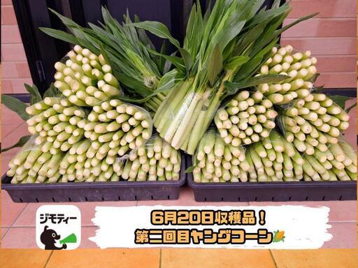 お取引全て決定】第二回目収穫品 ドルチェドリームのヤングコーン 約30  