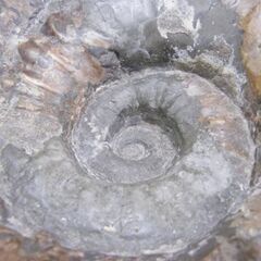 アンモナイト 化石 観賞用 石 横幅 約40cm 重量 約35Kg コレクションに