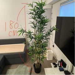 IKEA  観葉植物