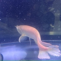 アルビノシルバーアロワナ　完品