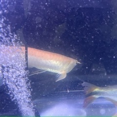 アルビノシルバーアロワナ　完品