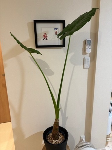 観葉植物 クワズイモ