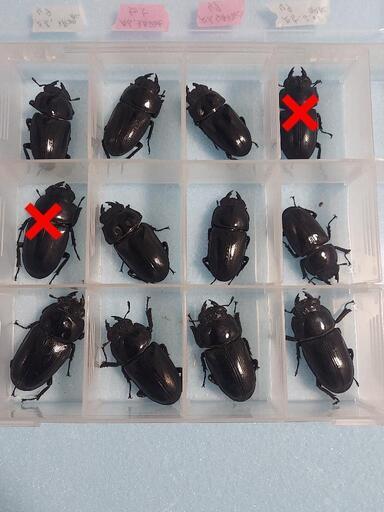 イベント用　国産オオクワガタ　♀️10頭　◎配送可能◎