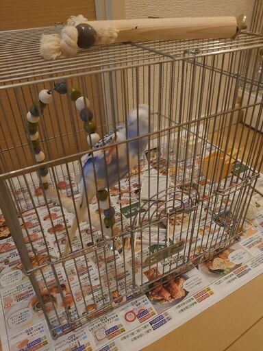 セキセイインコ！