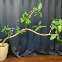 ゴムの木 フィカス・ベンガレンシス 150cm