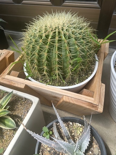 金鯱30cm