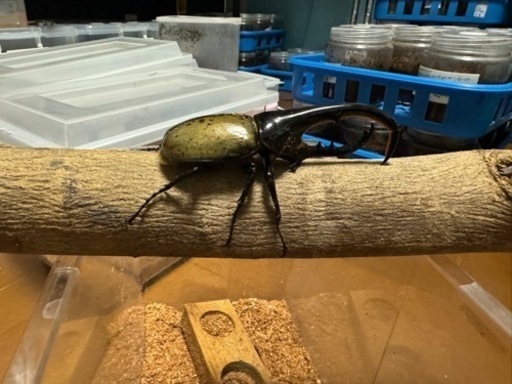 ヘラクレスオオカブト　カブトムシ　ペア①