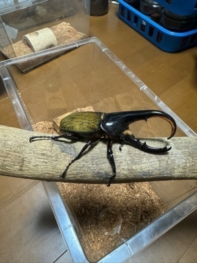 ヘラクレスオオカブト　ペア②