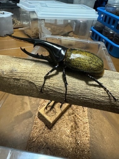 ヘラクレスオオカブト　ペア　カブトムシ③