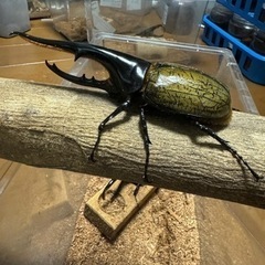 ヘラクレスオオカブト　ペア　カブトムシ③
