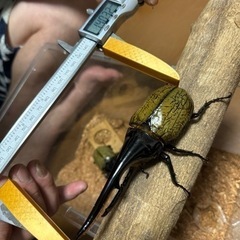 ヘラクレスオオカブト　ペア　カブトムシ③