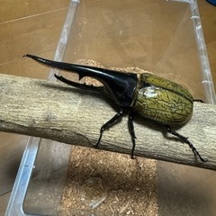 ヘラクレスオオカブト　ペア　カブトムシ③