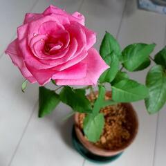 ピンク薔薇　