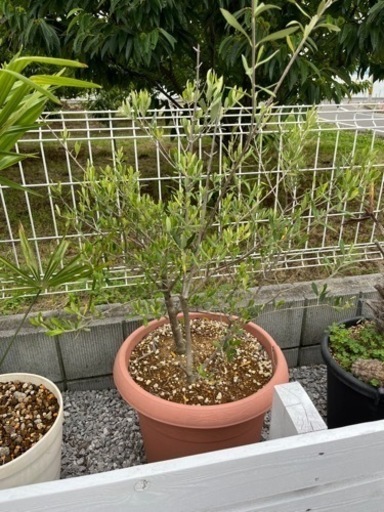 オリーブ　木　植物