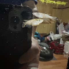 ラメ王風雅1ペア