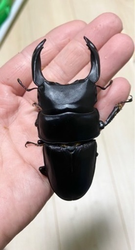 能勢SRオオクワガタ♂【88.0mm】