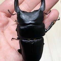 能勢SRオオクワガタ♂【88.0mm】