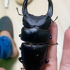 レクサス那覇で購入 新品純正 トランクトレイファスナー2重構造 - パーツ 