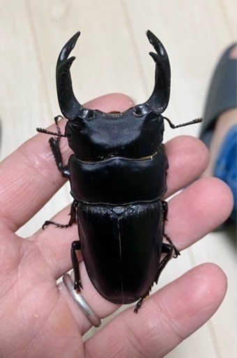 能勢SRオオクワガタ♂【87.1mm】