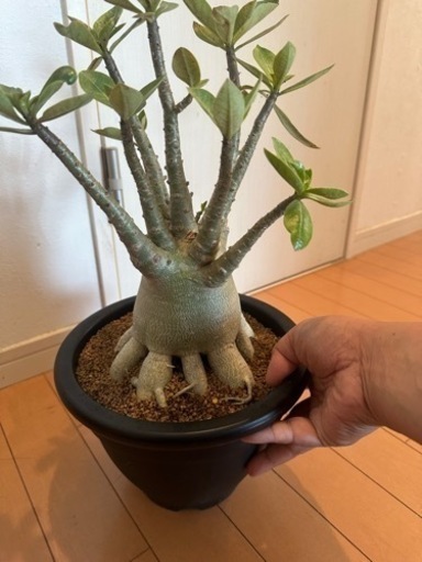 生活雑貨 家庭用品 ガーデニング