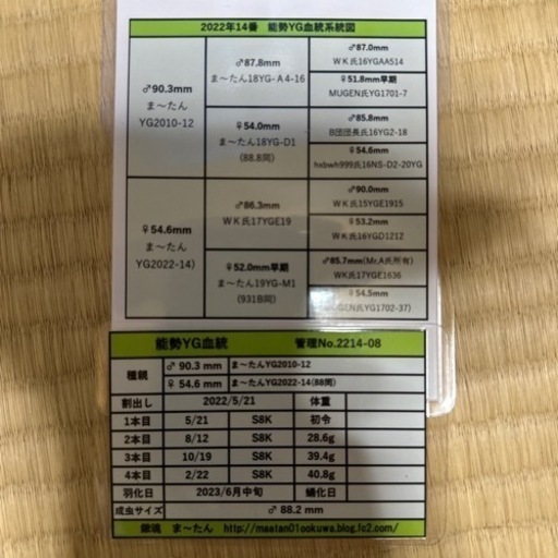 オオクワガタ 能勢YG オス 88.2mm