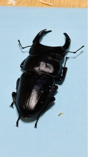 オオクワガタ 能勢YG オス 88.2mm