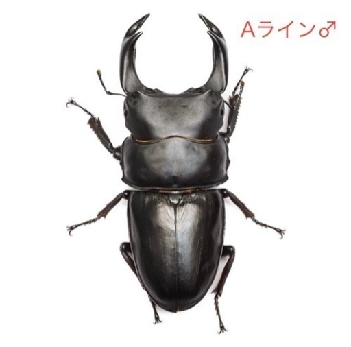 オオクワガタ 能勢YG オス 88.2mm