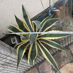 超特大　美株　アメリカーナ　覆輪斑