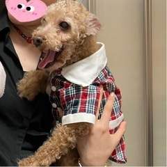 【代理/大至急】トイプードル  8歳 犬 室内犬