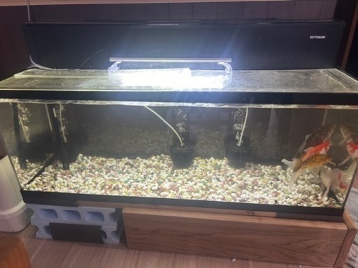 120cmアクリル水槽、上部フィルター、金魚生体セット