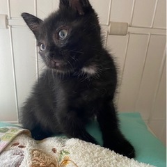 ⚫︎●生後1か月の黒子猫ちゃん●⚫︎男の子です。