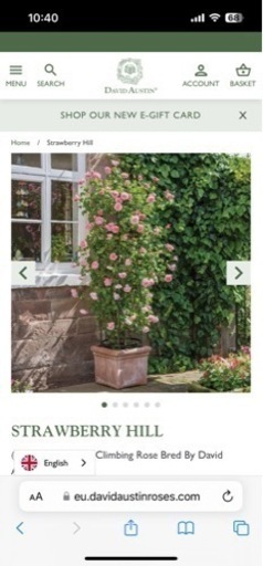 その他 english david austin \n rose