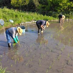 田植え体験　～無農薬・無肥料の米作り～