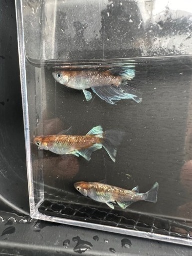 メダカ【朱光菊ＲＬＦ】　成魚種親　①ペア＋ヘテロ♀１(菊間メダカ様血統)　計３匹