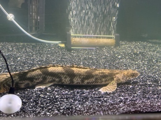 値下げしました‼️熱帯魚