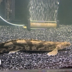 値下げしました‼️熱帯魚