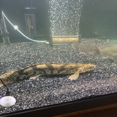 値下げしました‼️熱帯魚