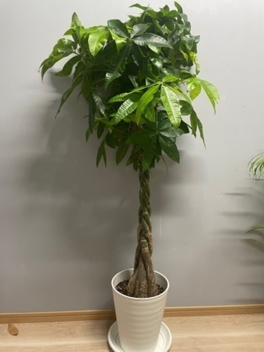 観葉植物✨パキラ✨