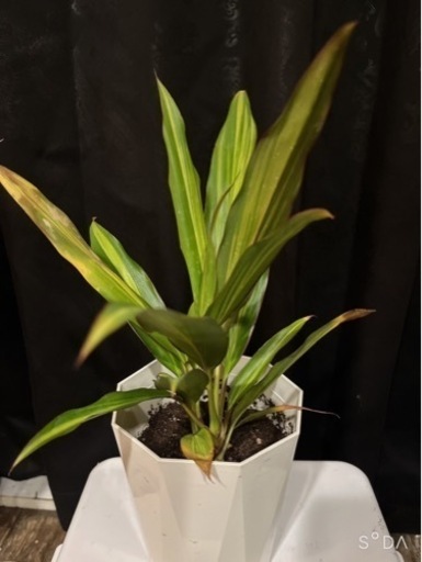 観葉植物　ドラセナコルジリネ　ドラセナ