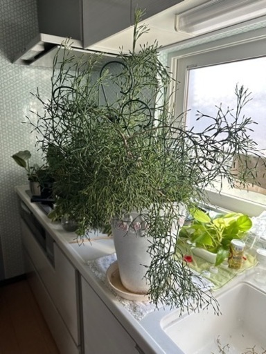 観葉植物①リプサリス カスッサ 剪定したもの一番小さいタイプ
